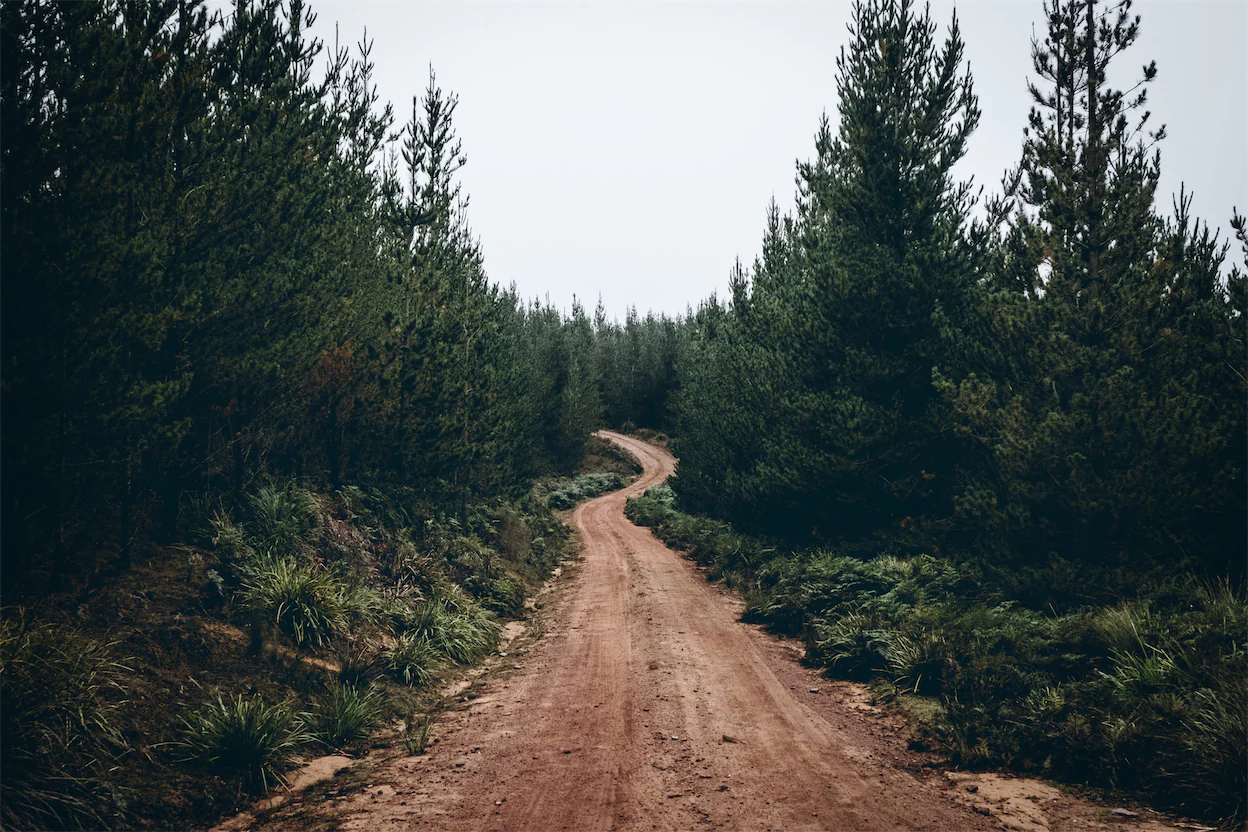 Dirt path through the woods